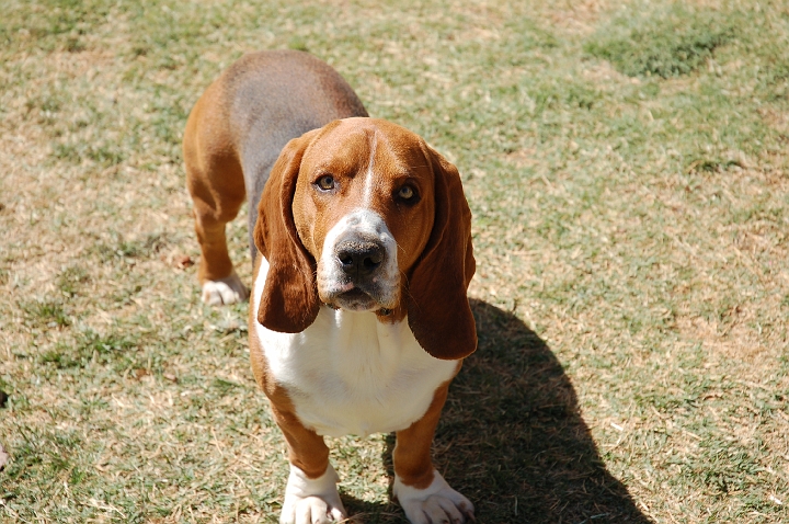 Benjamin my helper boy.jpg